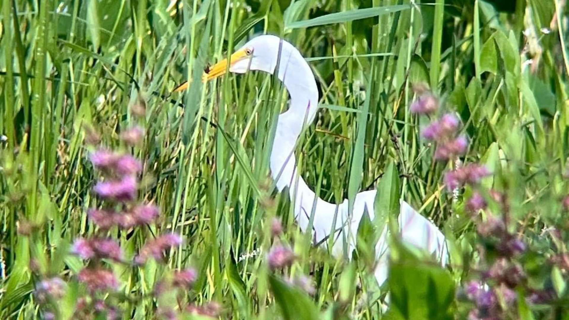   White egret with a yellow beak standing among tall green grasses and purple wildflowers in a wetland.