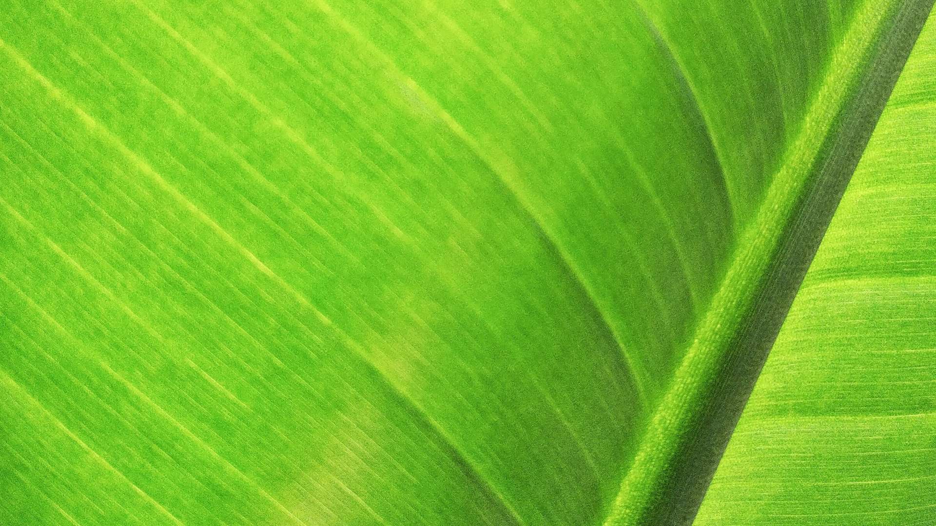 Close-up of a bright green leaf showing detailed veins and natural texture under soft lighting.