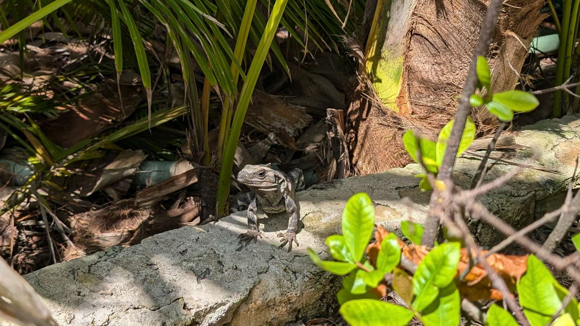 Gray iguana resting on a weathered concrete ledge surrounded by tropical plants and palm fronds in bright sunlight.