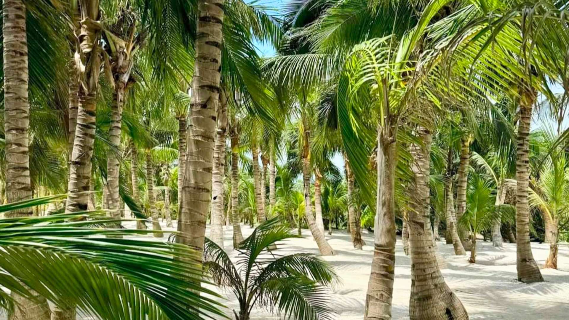 Cluster of tall green palm trees casting shadows on bright white sand under clear blue sky.
