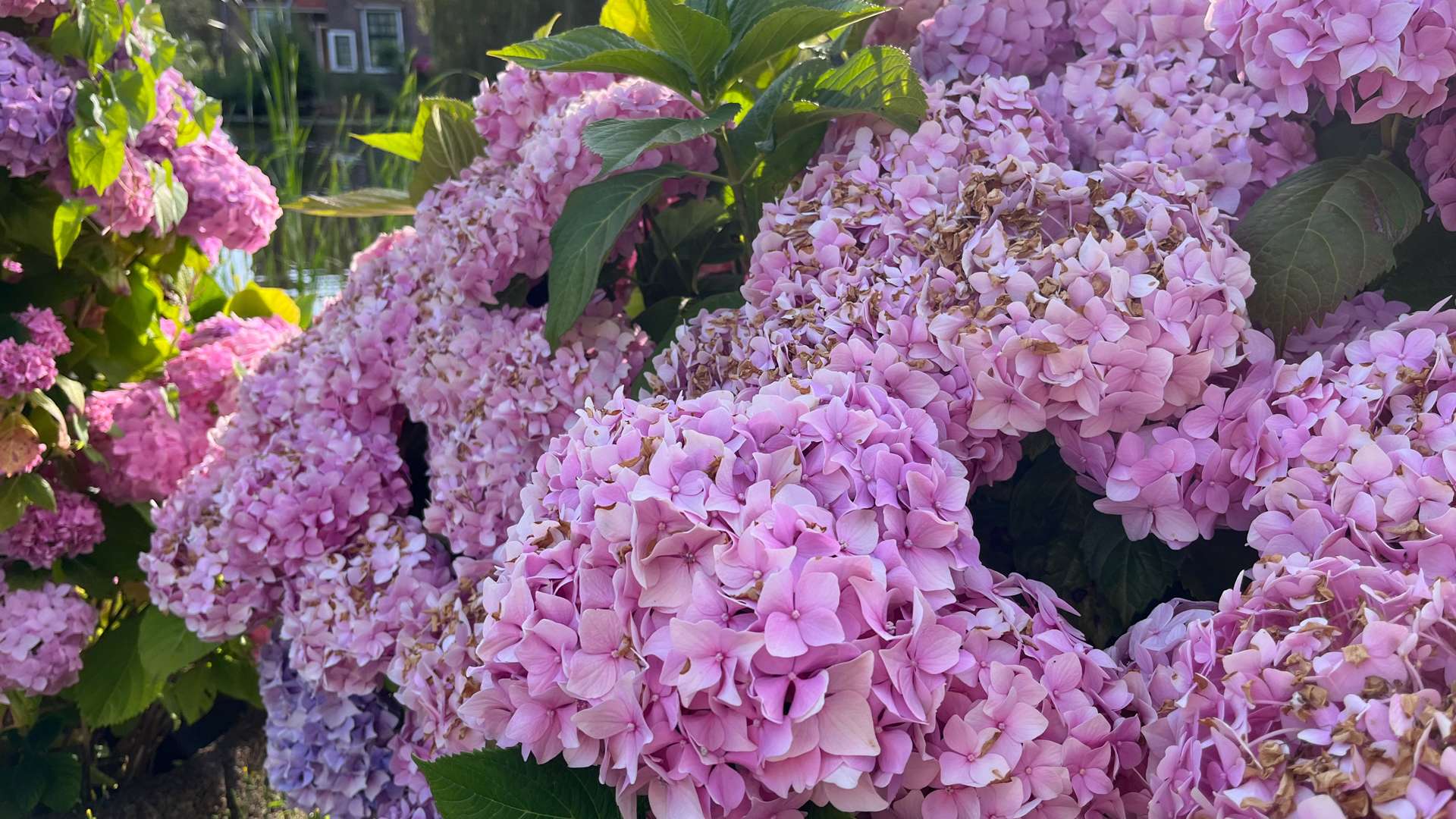 Cluster of vibrant pink hydrangea flowers in full bloom with green leaves, set in a sunny garden with a house in the background.