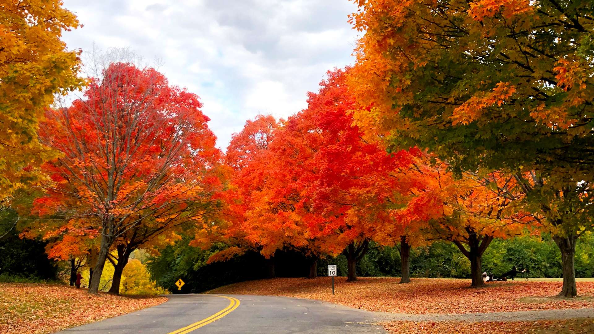 Curving road lined with vibrant autumn trees in shades of red, orange, and yellow under a cloudy sky.