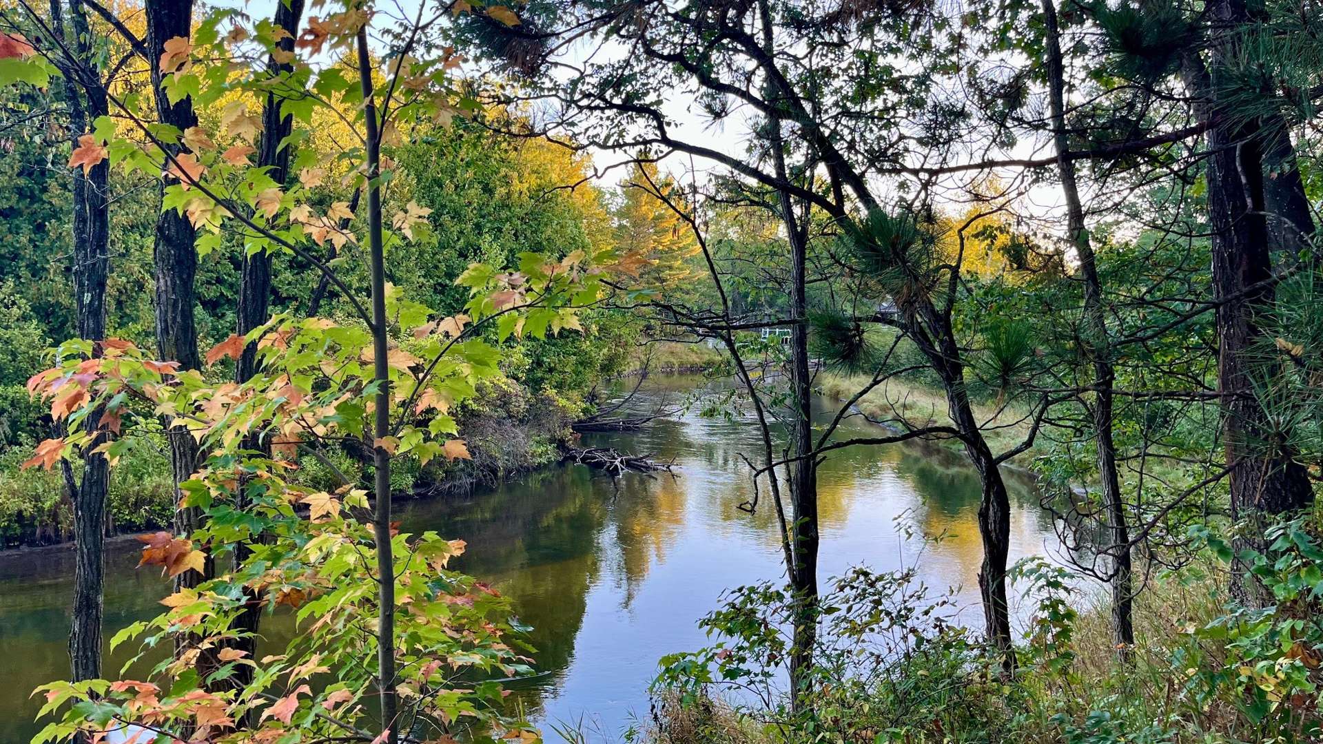   Scenic river surrounded by green and autumn trees under a clear sky in a forest setting.
