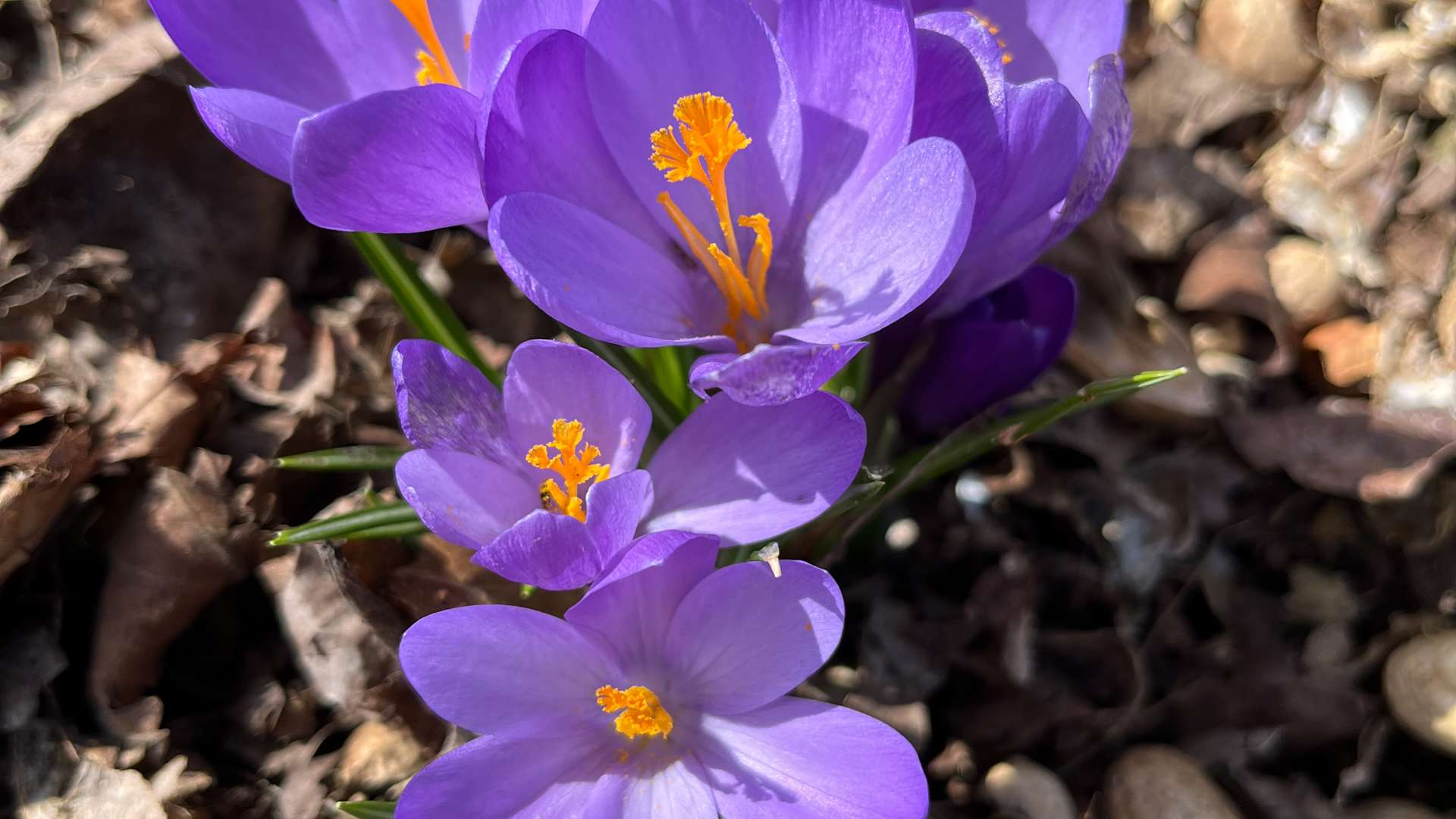 Close-up of vibrant purple crocus flowers with bright orange stamens blooming among dry brown leaves.