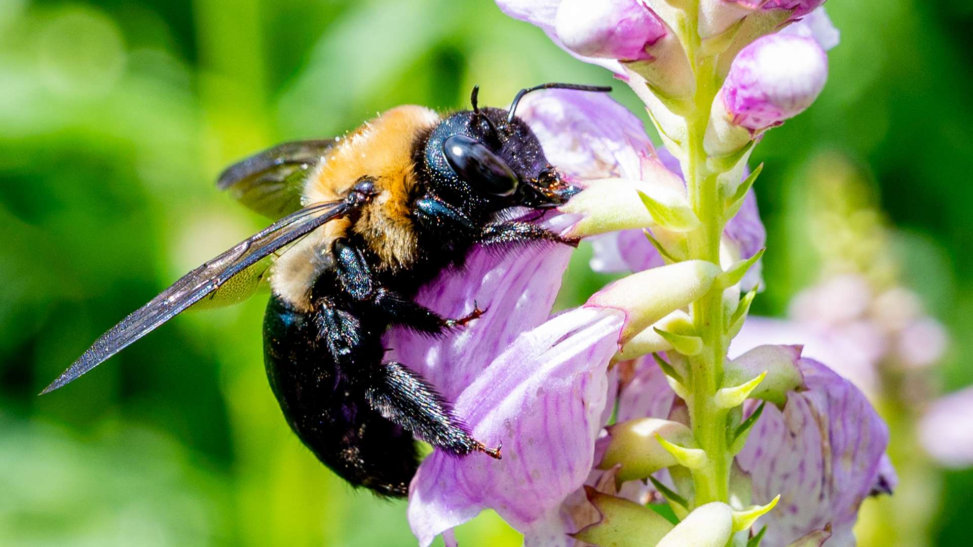 Close-up of a large black and yellow bee collecting nectar from a light purple flower in a sunlit garden.