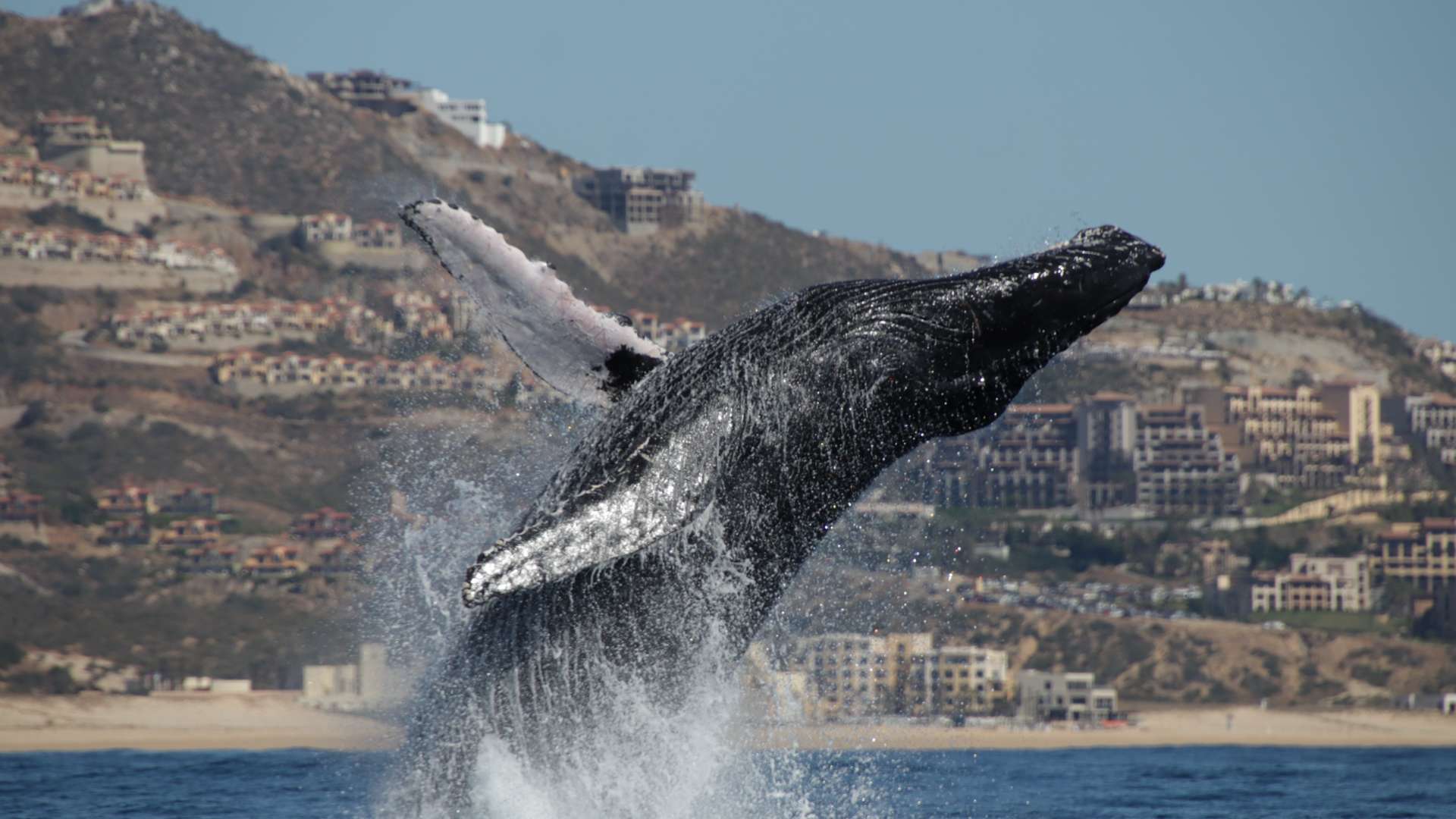 Humpback whale breaching from ocean with coastal hills and buildings in the background.