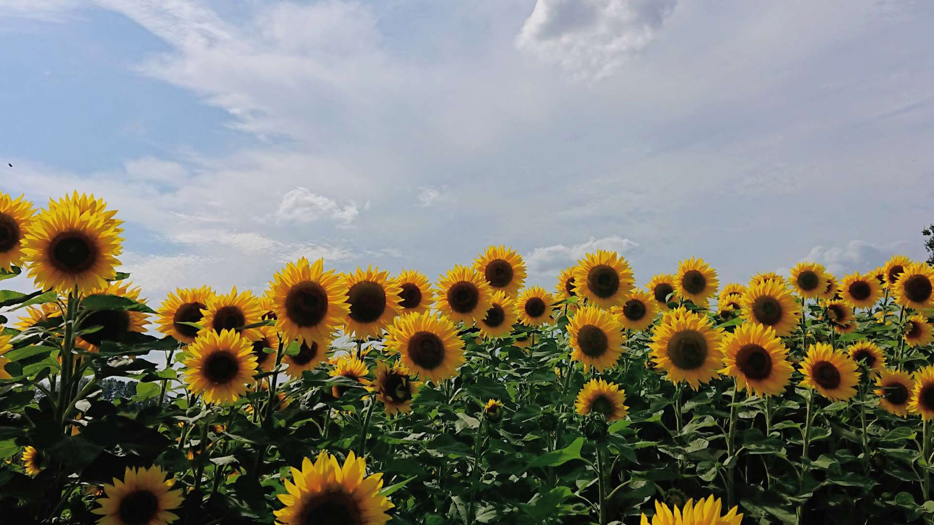 Field of vibrant yellow sunflowers under a partly cloudy blue sky, with green foliage filling the foreground.