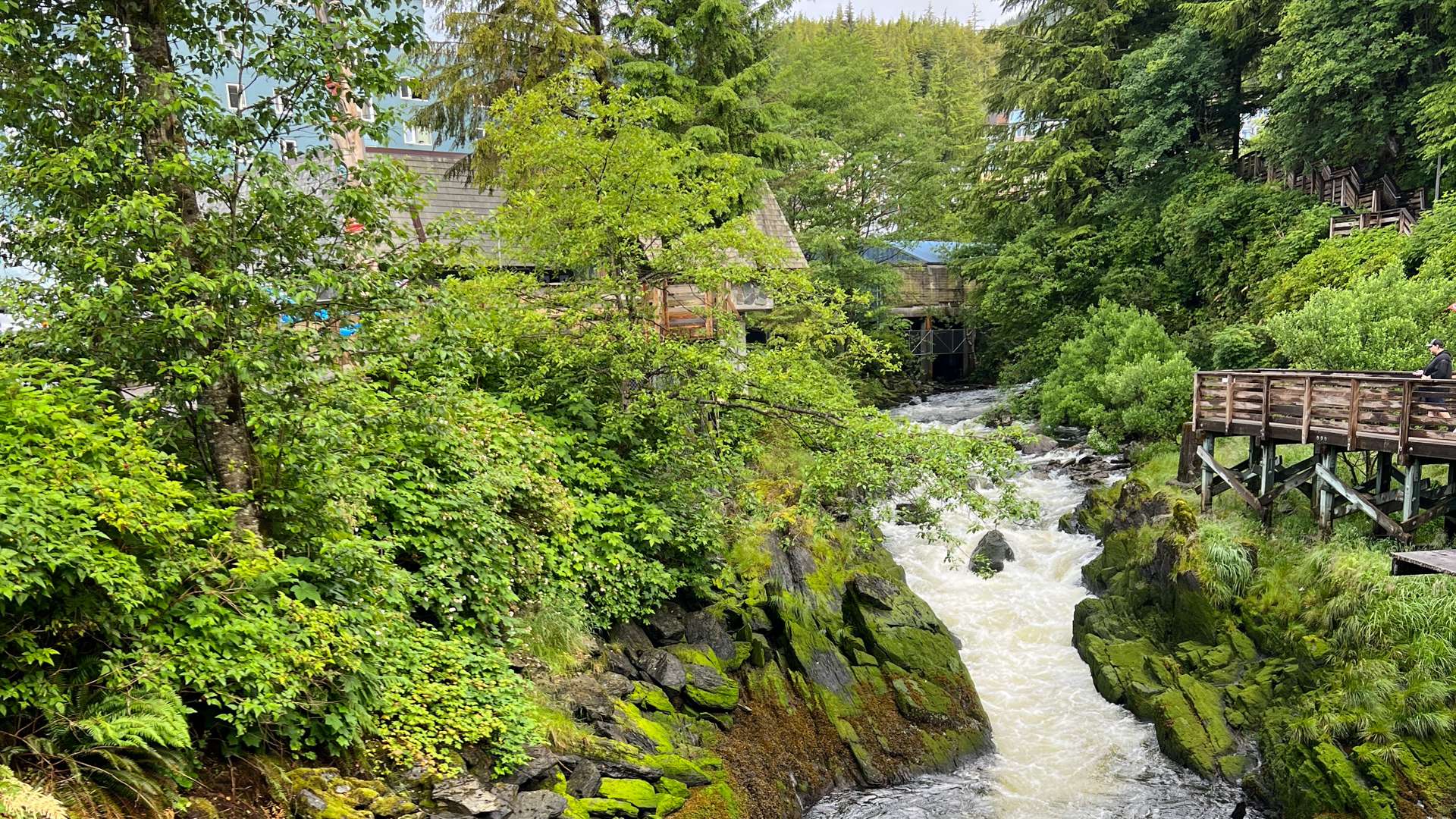 Rushing creek surrounded by lush green forest and wooden walkway.
