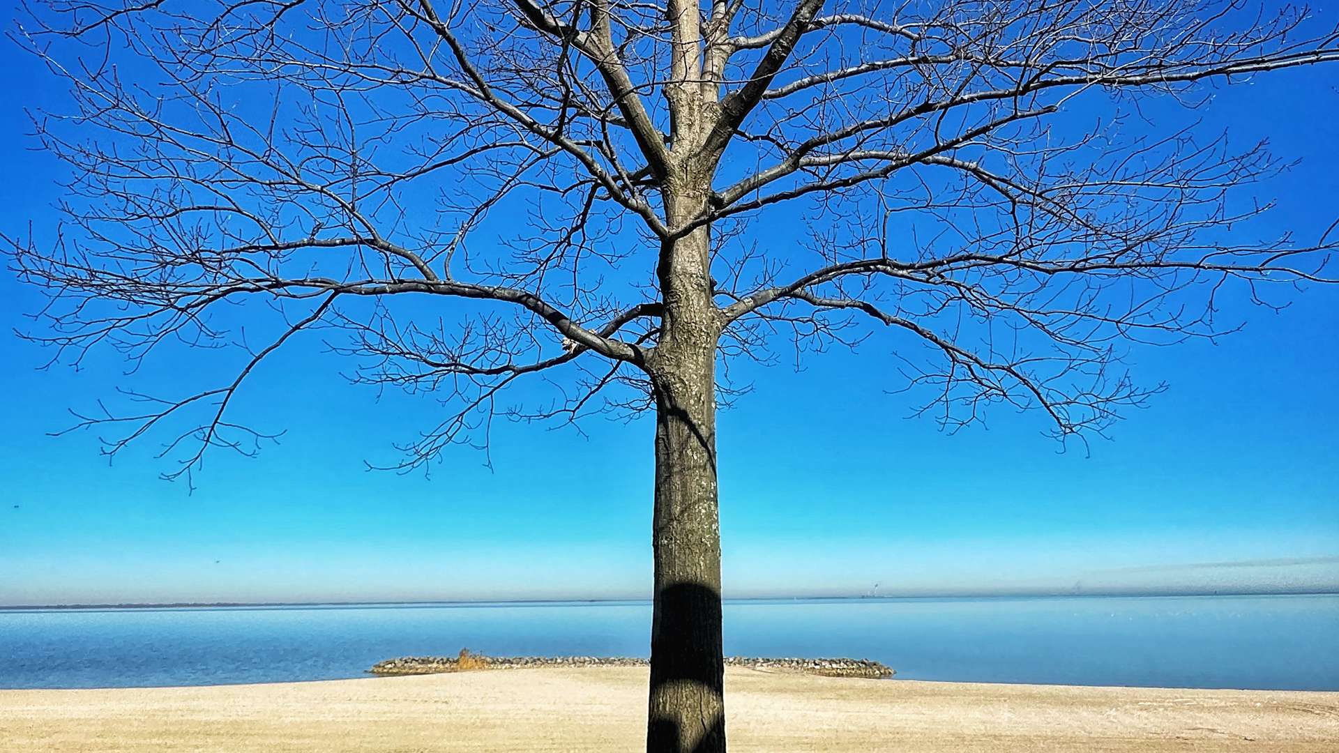 Leafless tree standing on a sandy shoreline with calm water and a clear blue sky in the background.  