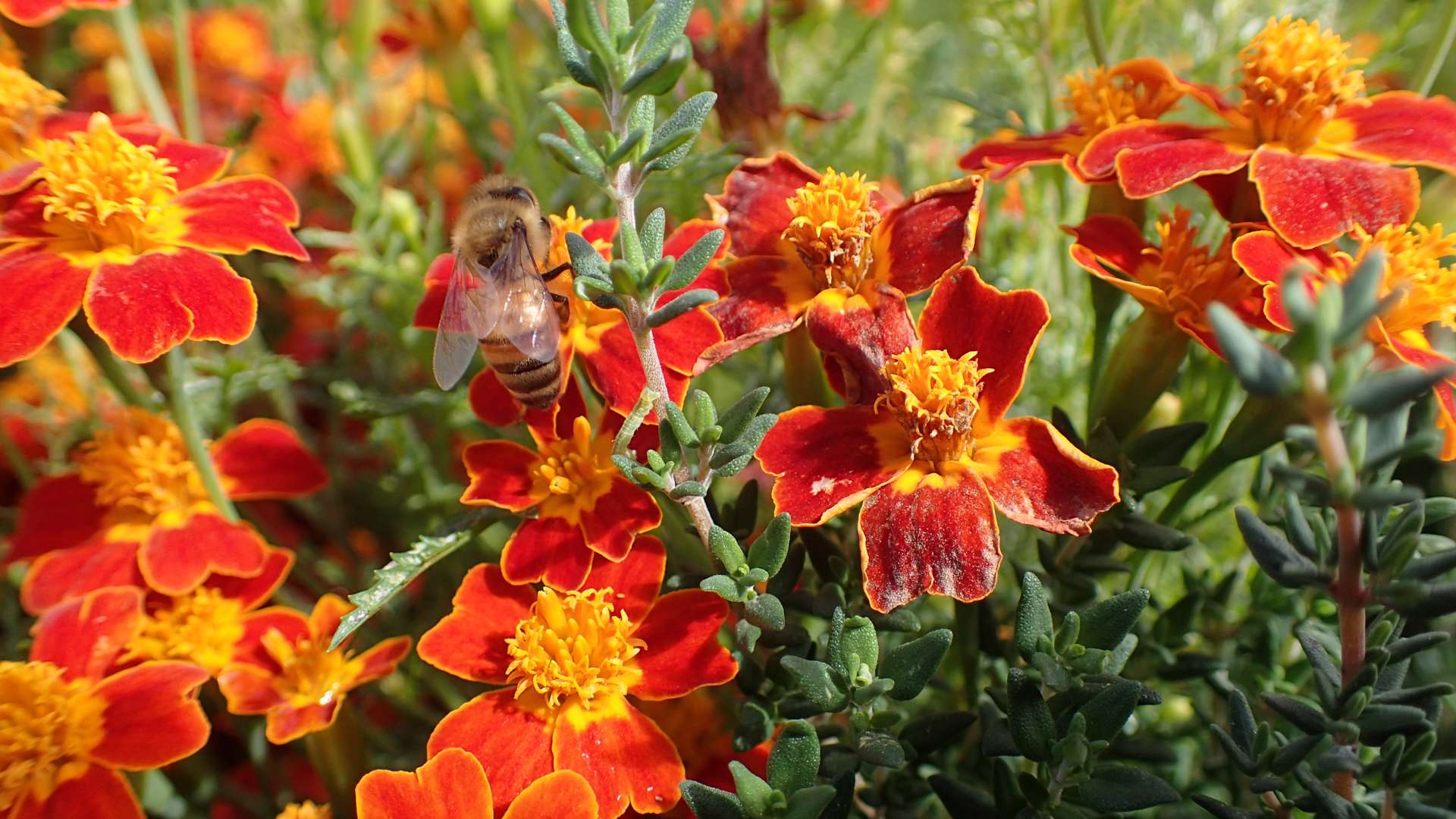   Close-up of a bee collecting nectar from vibrant orange and red marigold flowers in a sunlit garden.