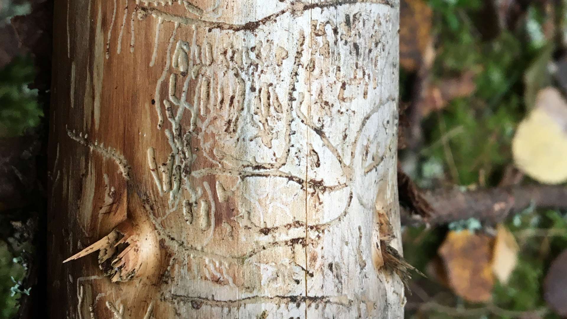 Close-up of tree bark with intricate insect carvings and grooves, surrounded by blurred forest floor.