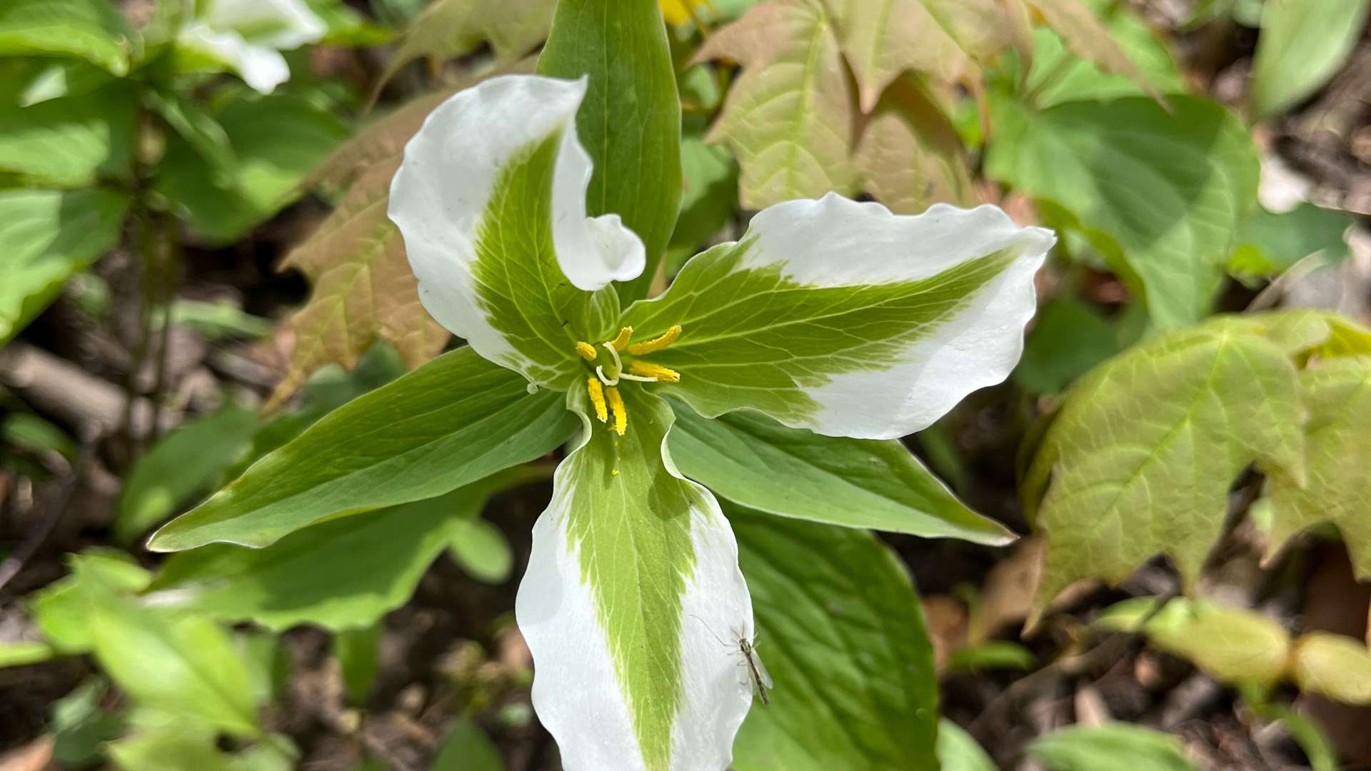 Close-up of a white trillium flower with green-striped petals and yellow stamens growing among leafy plants on the forest floor.