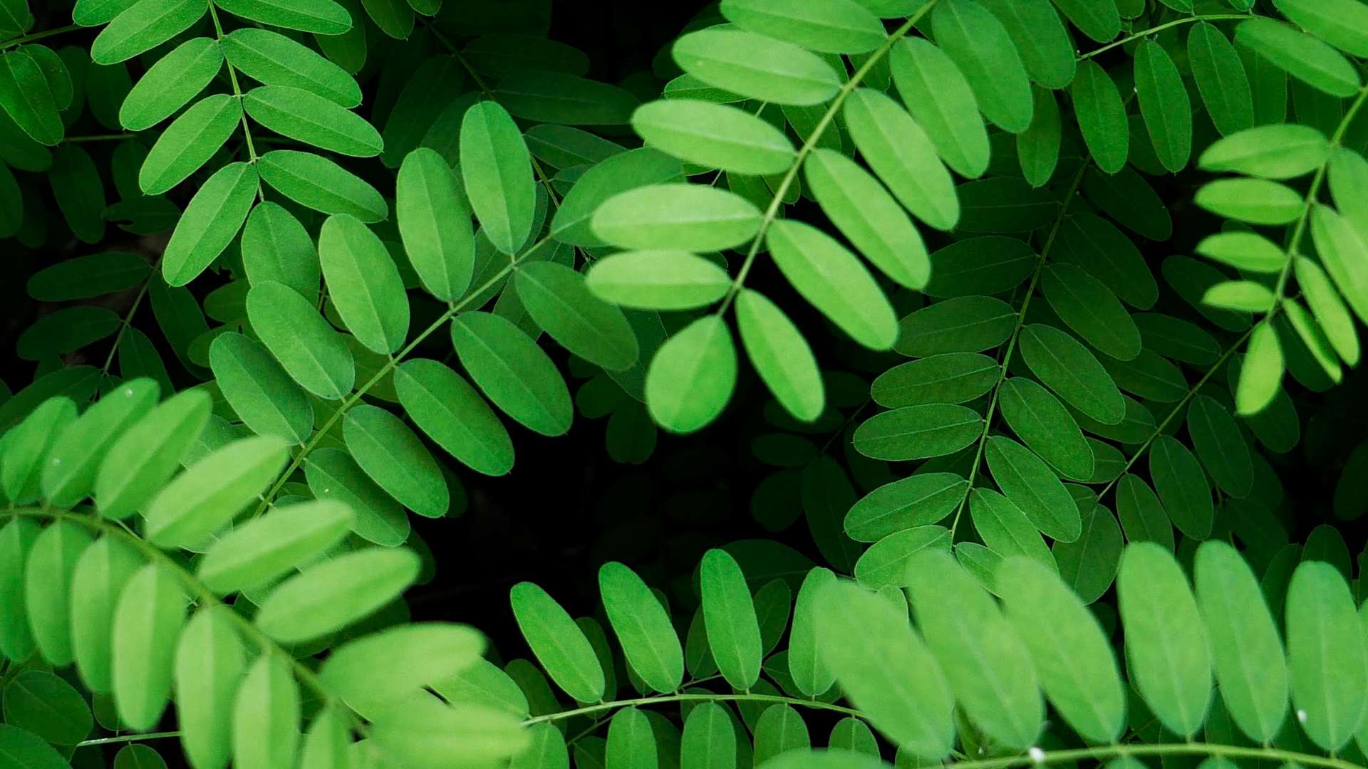 Close-up of lush green fern-like leaves with overlapping patterns and rich natural texture.