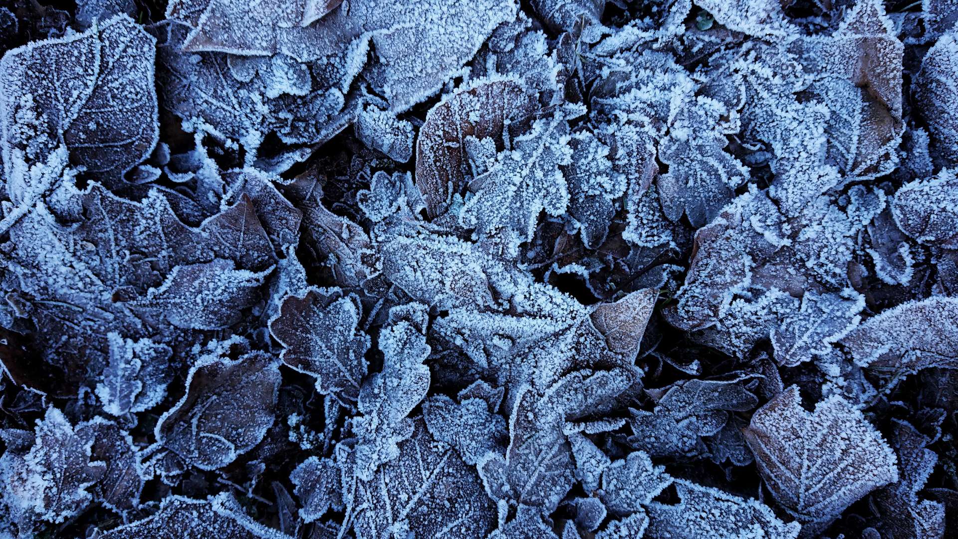 Close-up of fallen leaves covered in frost, creating a textured pattern of icy crystals on dark brown foliage.