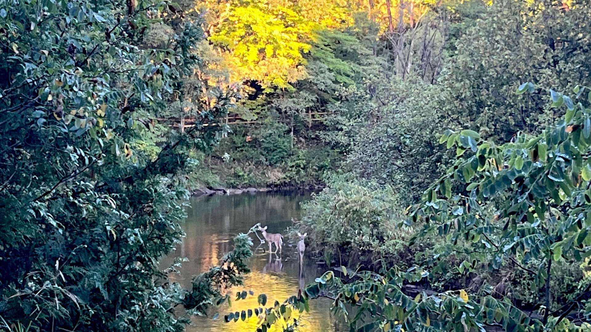   Two deer standing in a calm river surrounded by dense green trees with golden sunlight in the background.