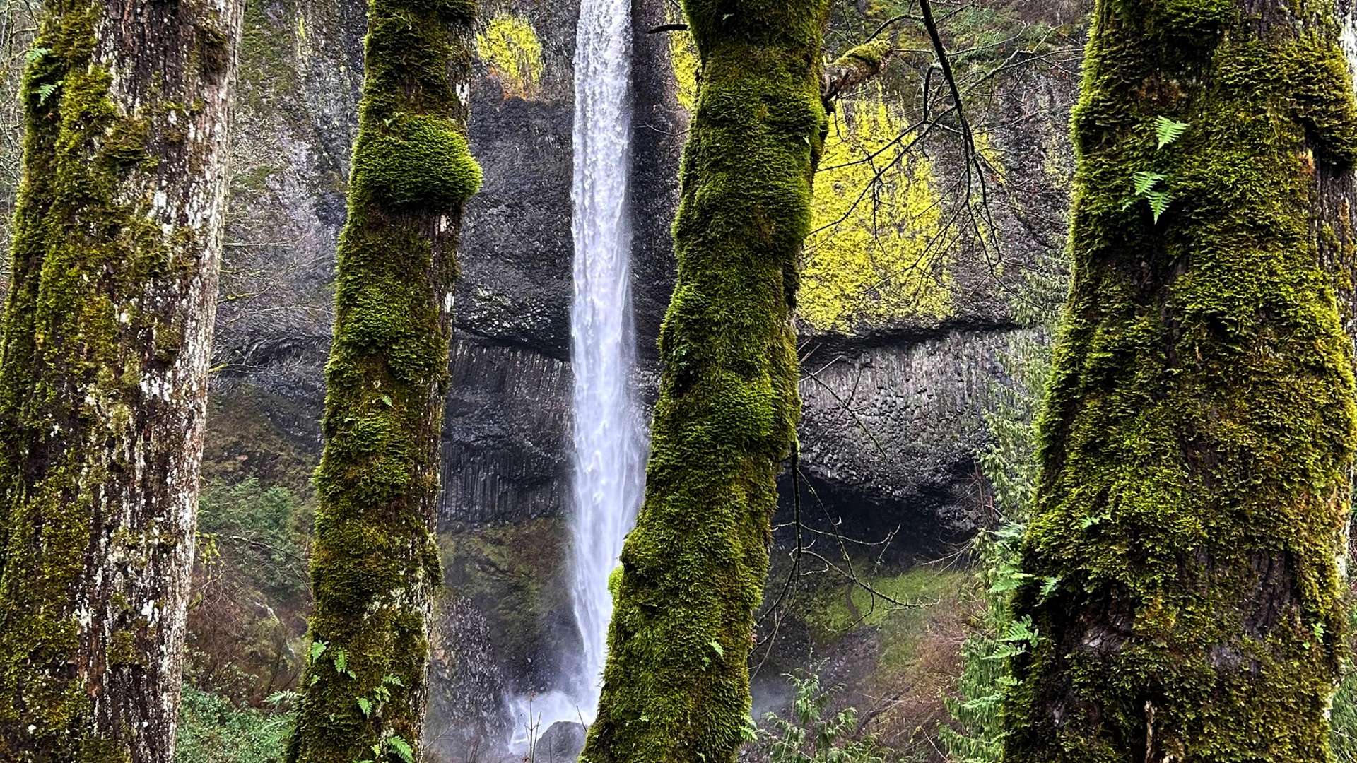   Tall waterfall cascading down a rocky cliff, framed by moss-covered trees in a lush forest setting.