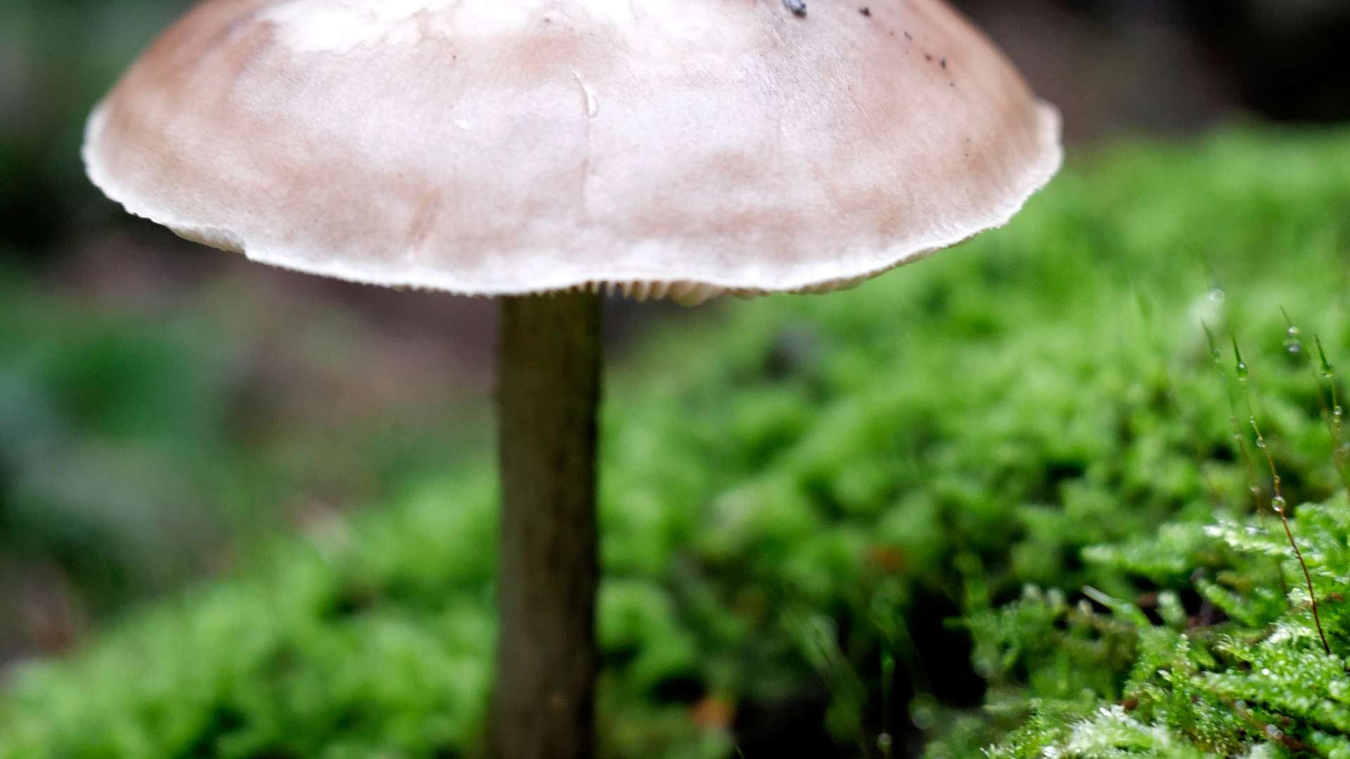 Close-up of a single brown mushroom with a smooth cap growing on vibrant green moss in a forest setting.
