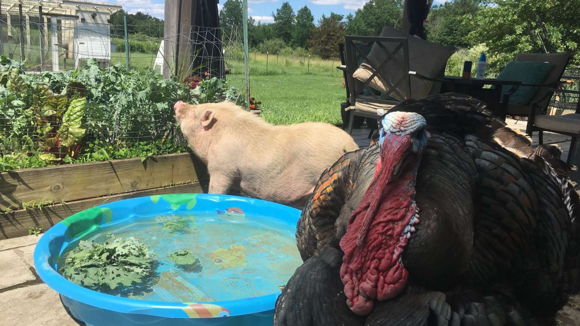 Large turkey and light-colored pig near a small blue kiddie pool on a patio with garden beds and green fields in the background.