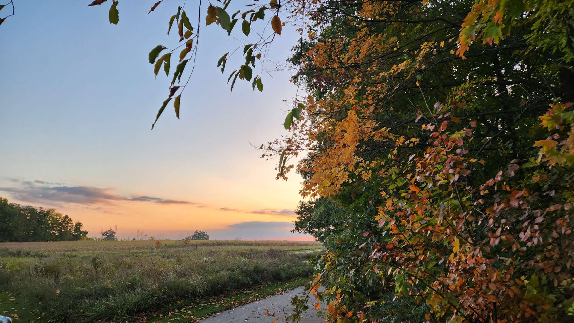 Autumn trees with colorful leaves beside a rural path at sunset overlooking open fields.