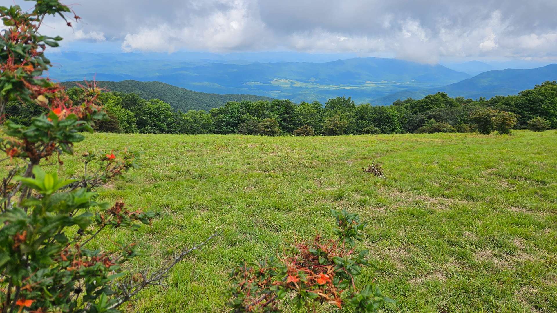 Grassy meadow with orange wildflowers overlooking distant green mountains under partly cloudy skies.