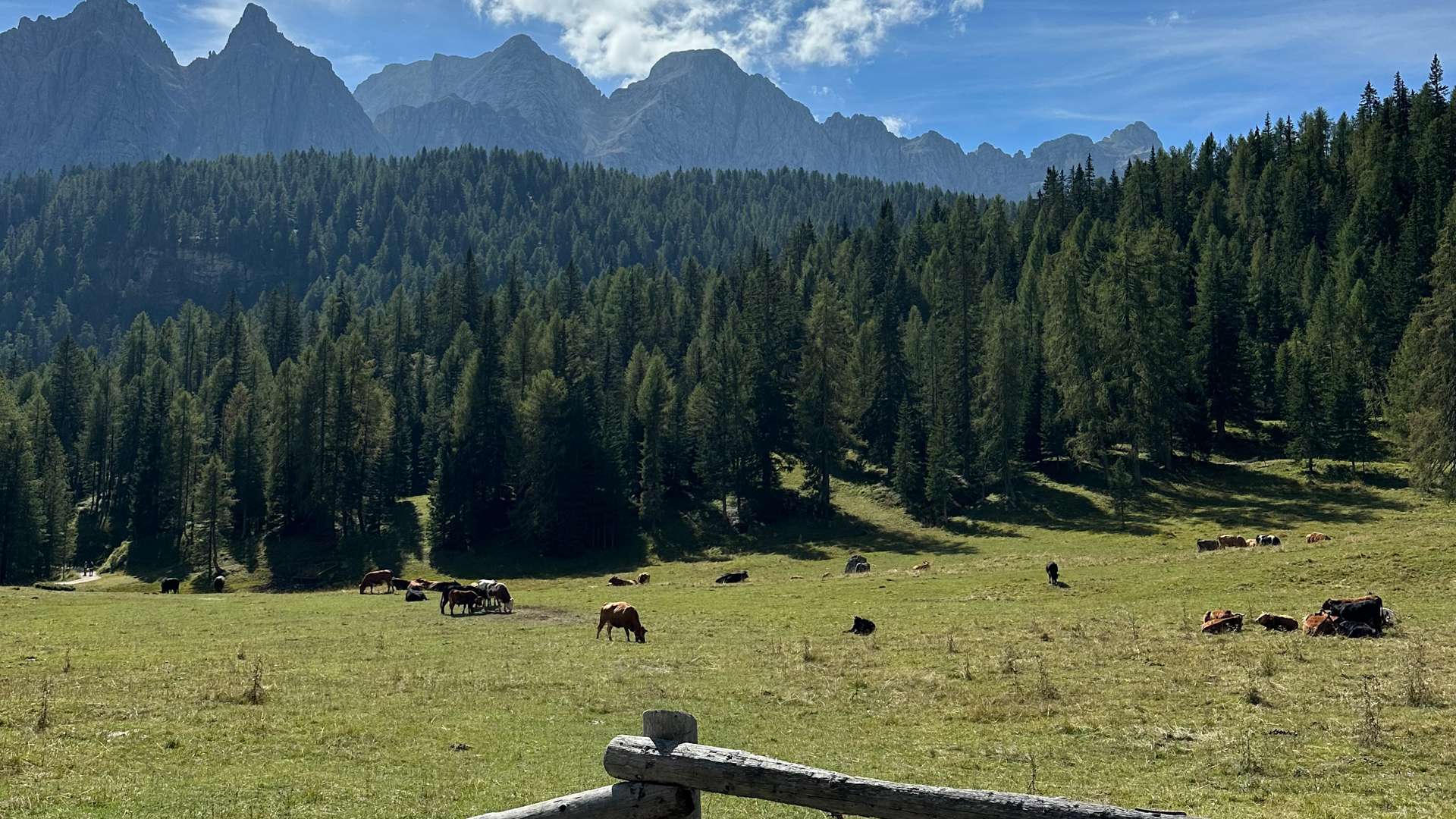 Mountain meadow with grazing cows surrounded by dense evergreen forest and rugged peaks under a bright blue sky with scattered clouds.