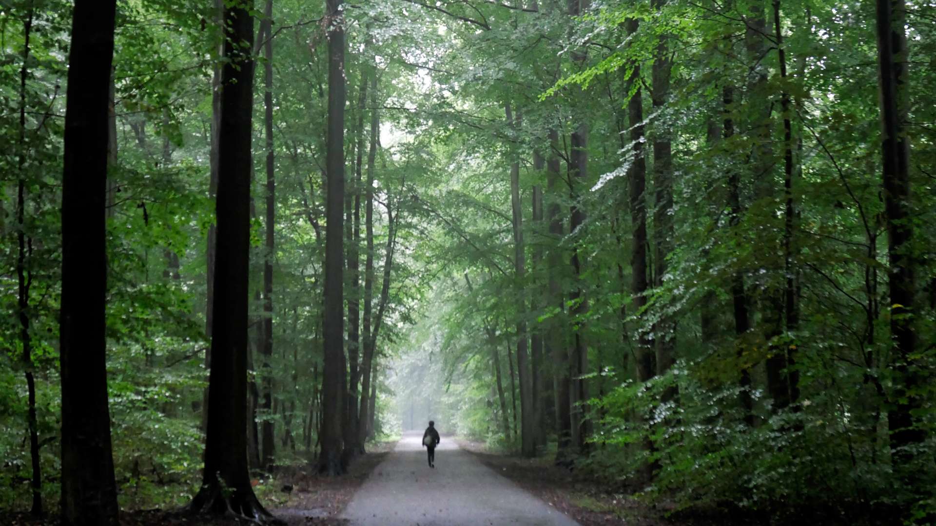 Person walking alone on a straight gravel path through a dense green forest with tall trees on both sides, under soft natural light filtering through the canopy.