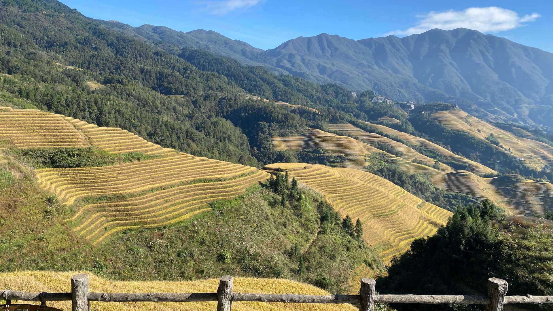  Golden terraced rice fields on mountain slopes with green forests and distant peaks under a clear blue sky.