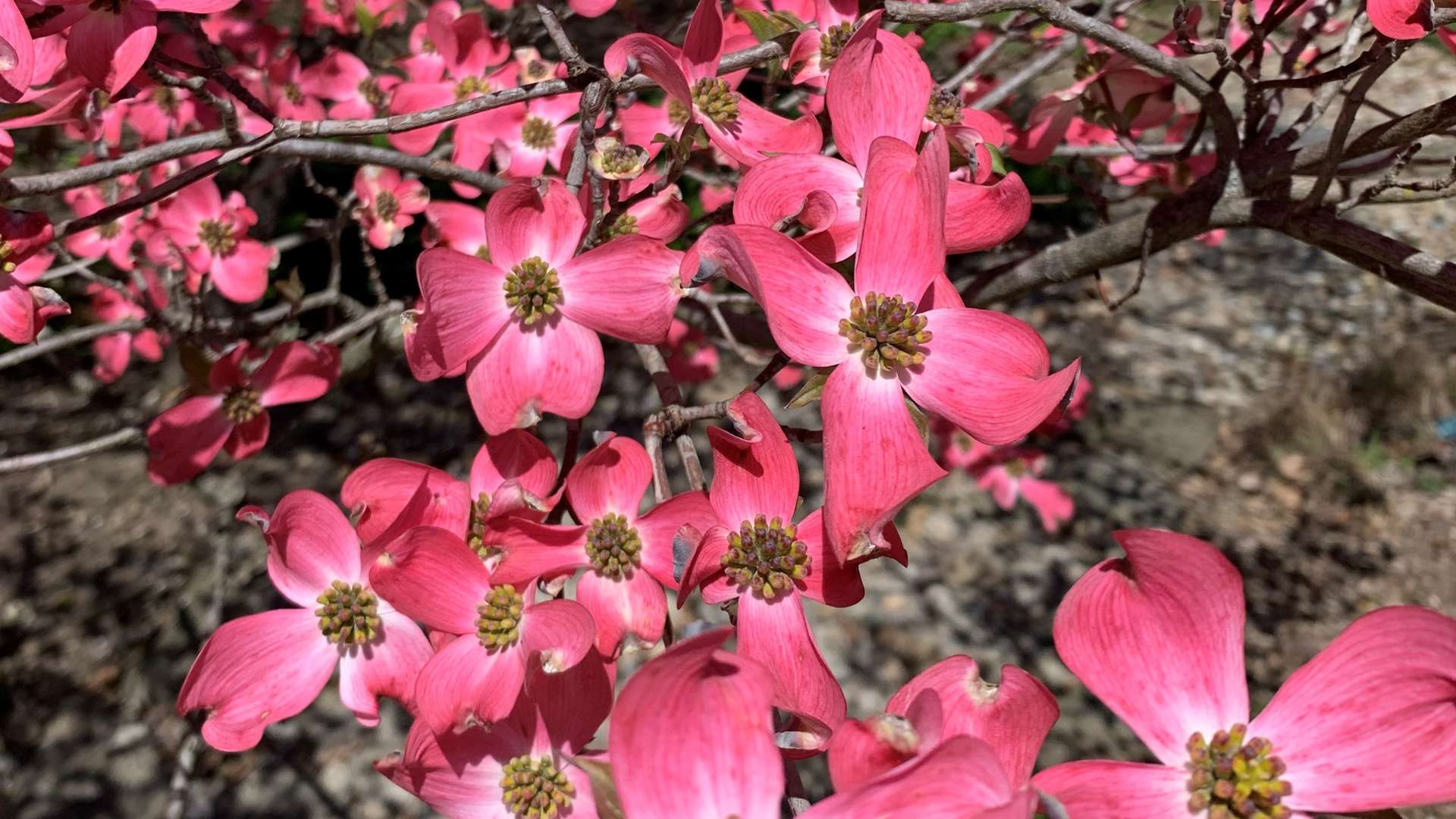 Cluster of vibrant pink dogwood blossoms on thin branches in bright sunlight with a blurred natural background.