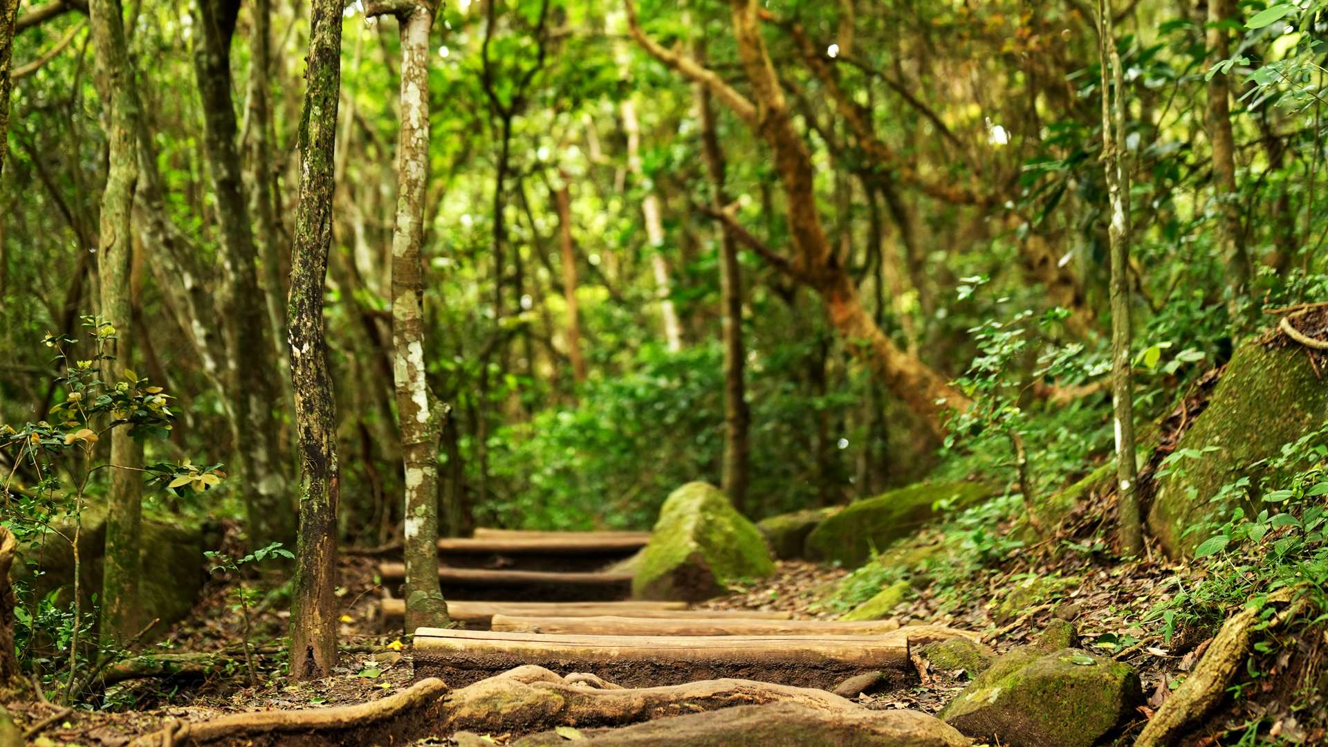   Rocky forest trail with wooden steps surrounded by lush green trees and moss-covered stones.