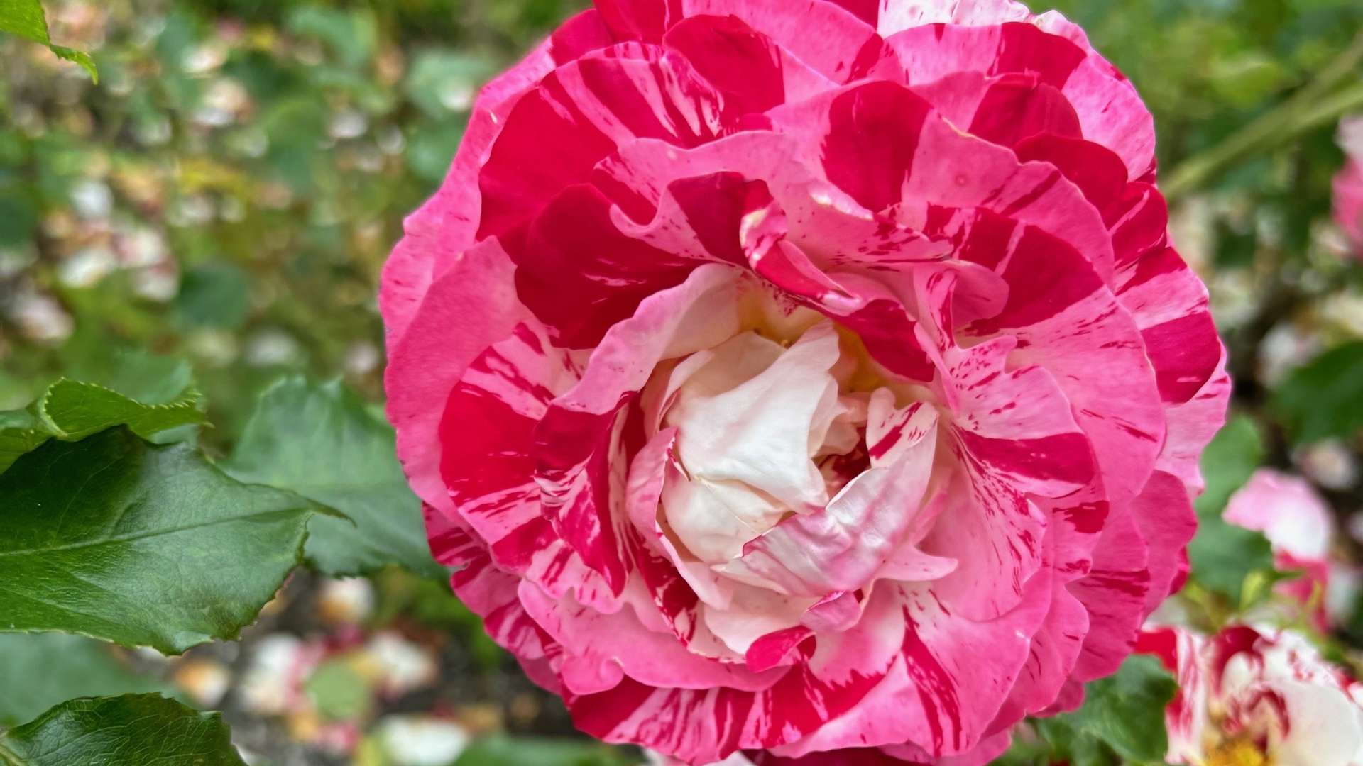 Close-up of a pink and white variegated rose in full bloom with green leaves and blurred garden background.