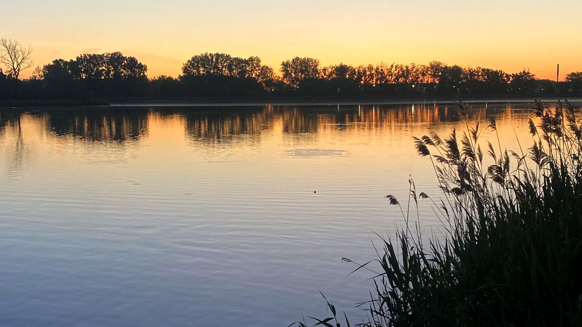 Calm lake at sunset with orange sky, tree silhouettes, and reeds in the foreground.