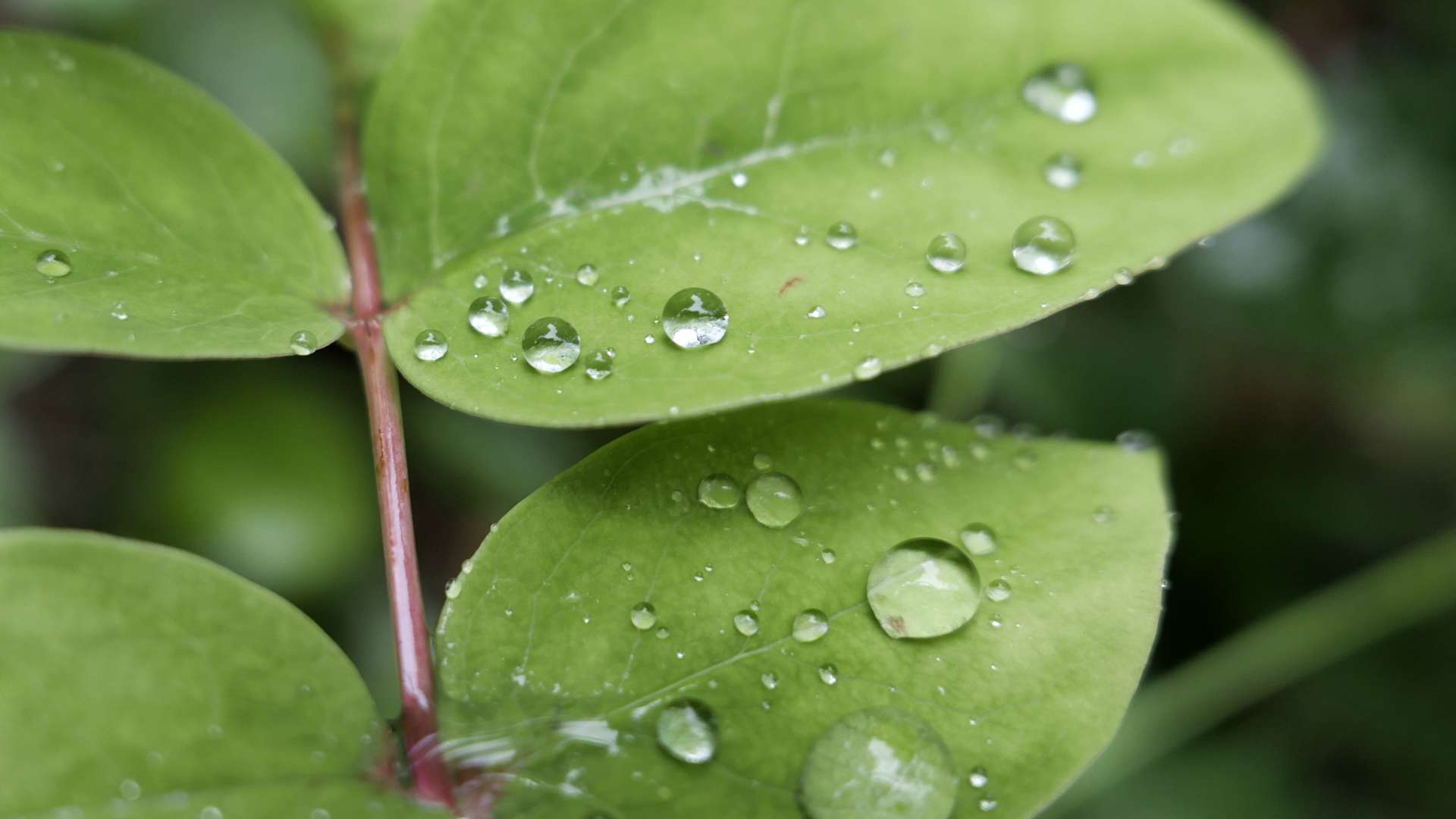 Close-up of fresh green leaves with water droplets resting on the surface, highlighting natural texture and moisture.