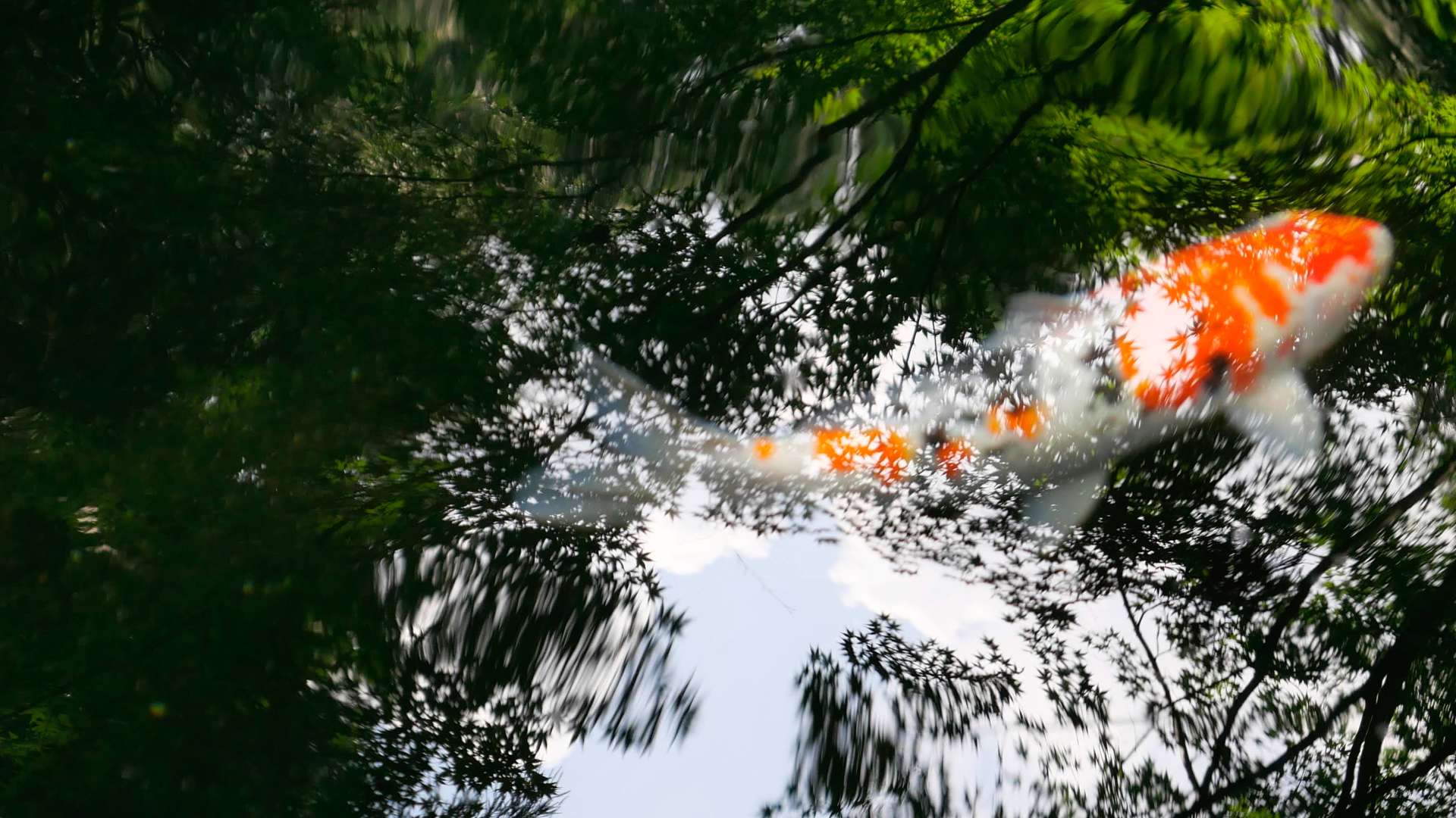 Orange and white koi fish swimming beneath water with reflections of green leaves and branches on the surface.