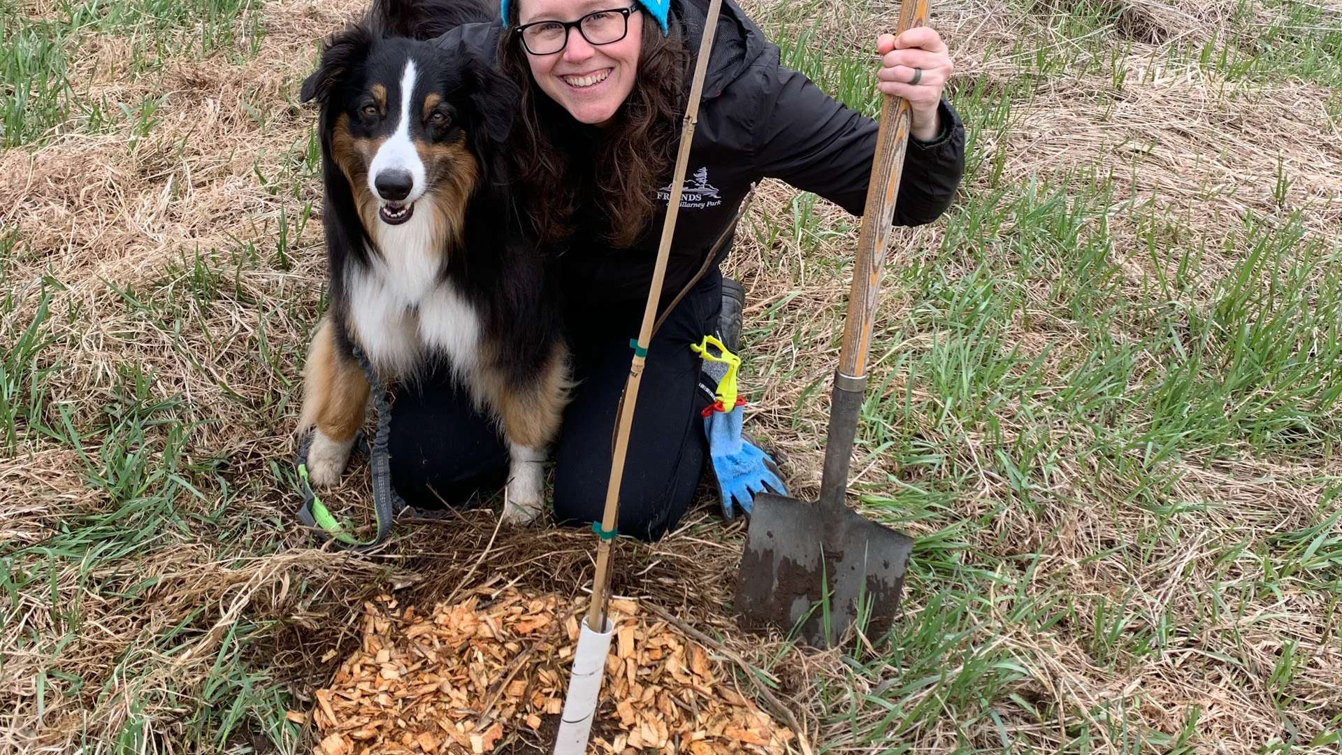 Person kneeling on grassy ground next to a black and white dog, holding a shovel beside a newly planted sapling surrounded by wood mulch in an outdoor field.
