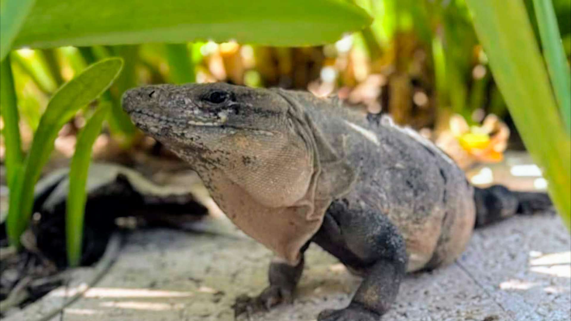Close-up of a gray iguana resting on a sunlit stone surface beneath green tropical leaves.