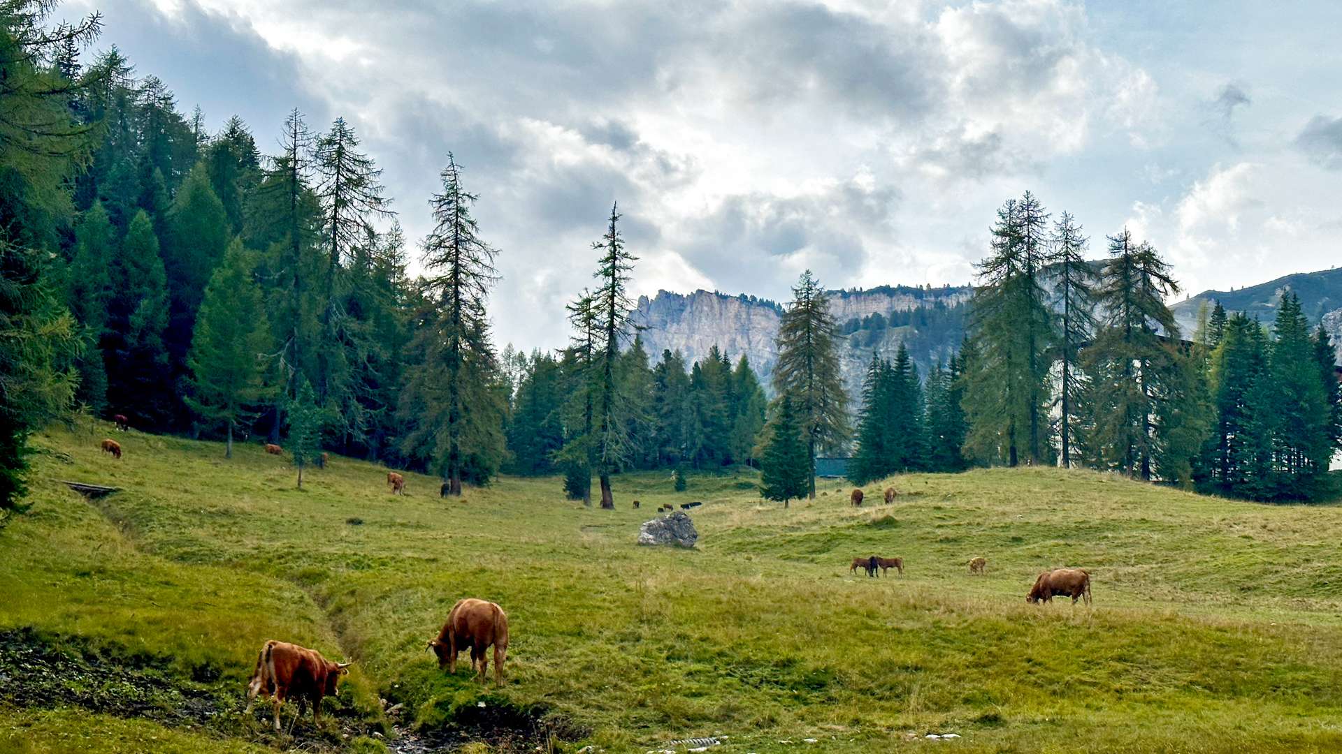Brown cows grazing on a lush green meadow surrounded by tall pine trees, with distant rocky mountains under a partly cloudy sky.