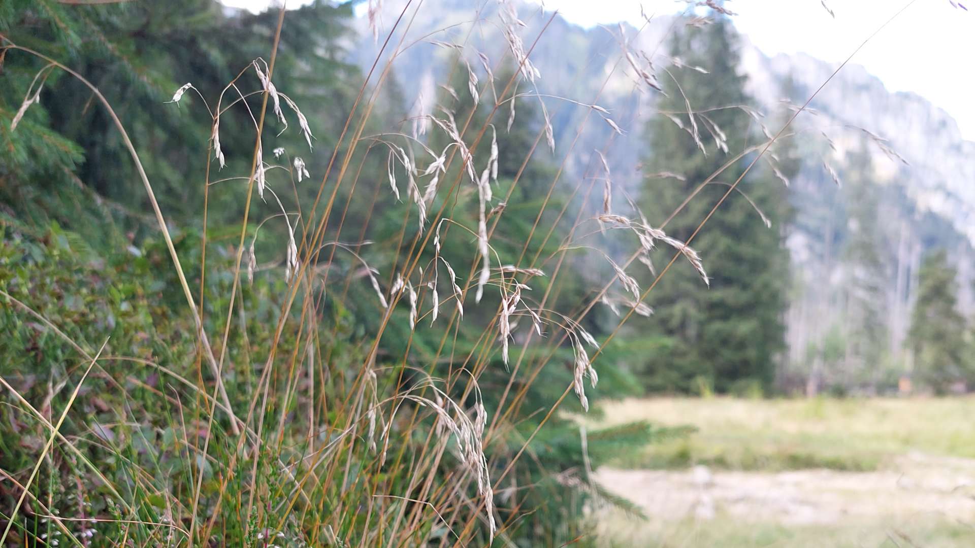 Close-up of tall grass stems with seed heads in a meadow, with evergreen trees and distant mountains blurred in background.