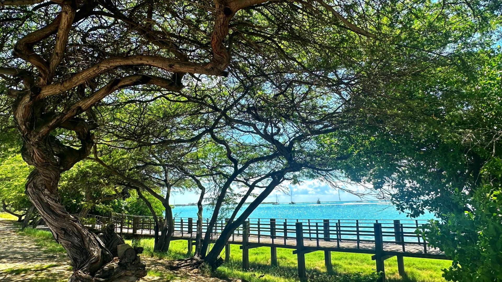   Twisted trees framing a wooden boardwalk overlooking bright blue ocean under a sunny sky.