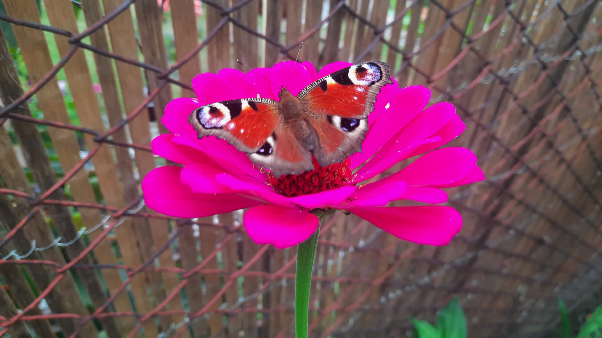 Bright pink flower with a colorful butterfly perched on its petals against a blurred wooden fence background.