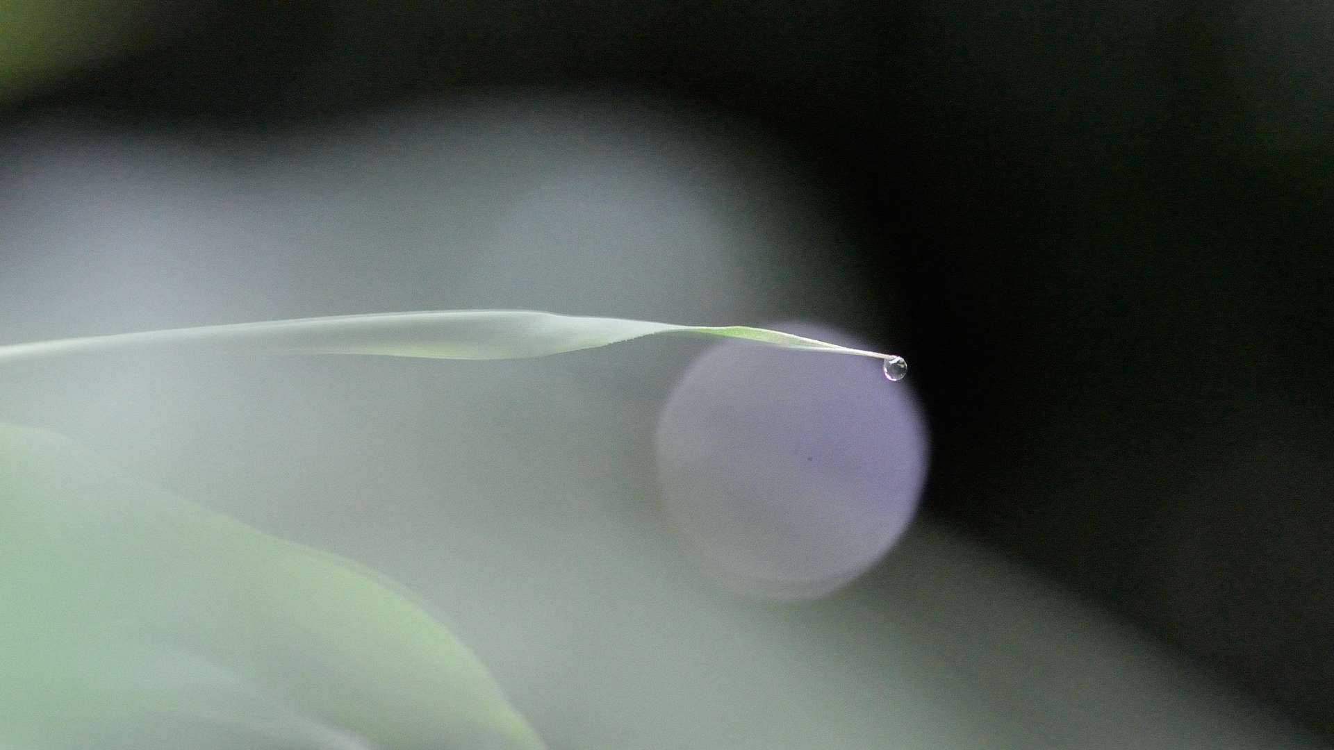 Close-up of a single water droplet hanging from the tip of a slender green leaf with a soft, blurred background.