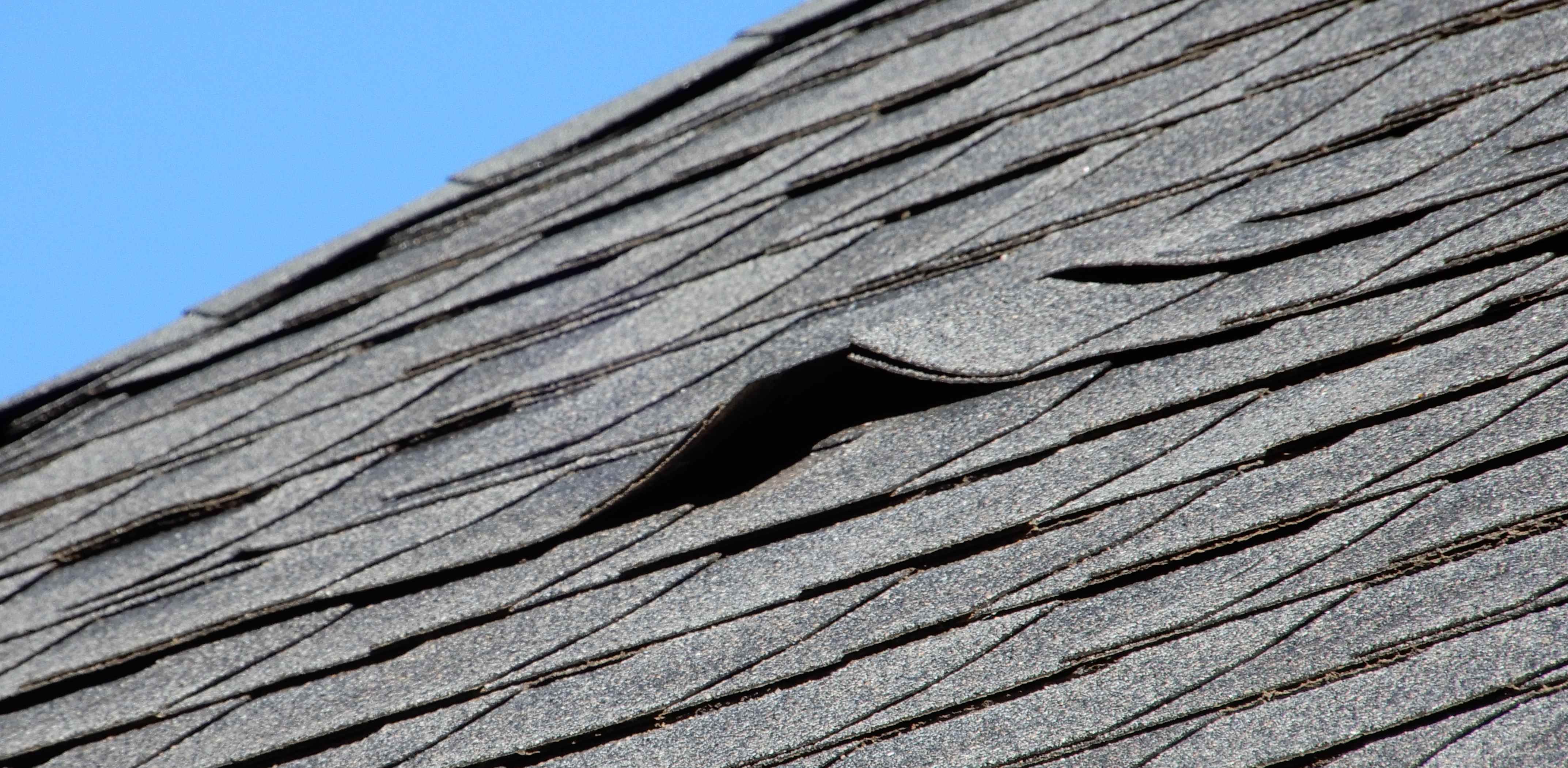 Buckled, pulled up shingle on a roof
