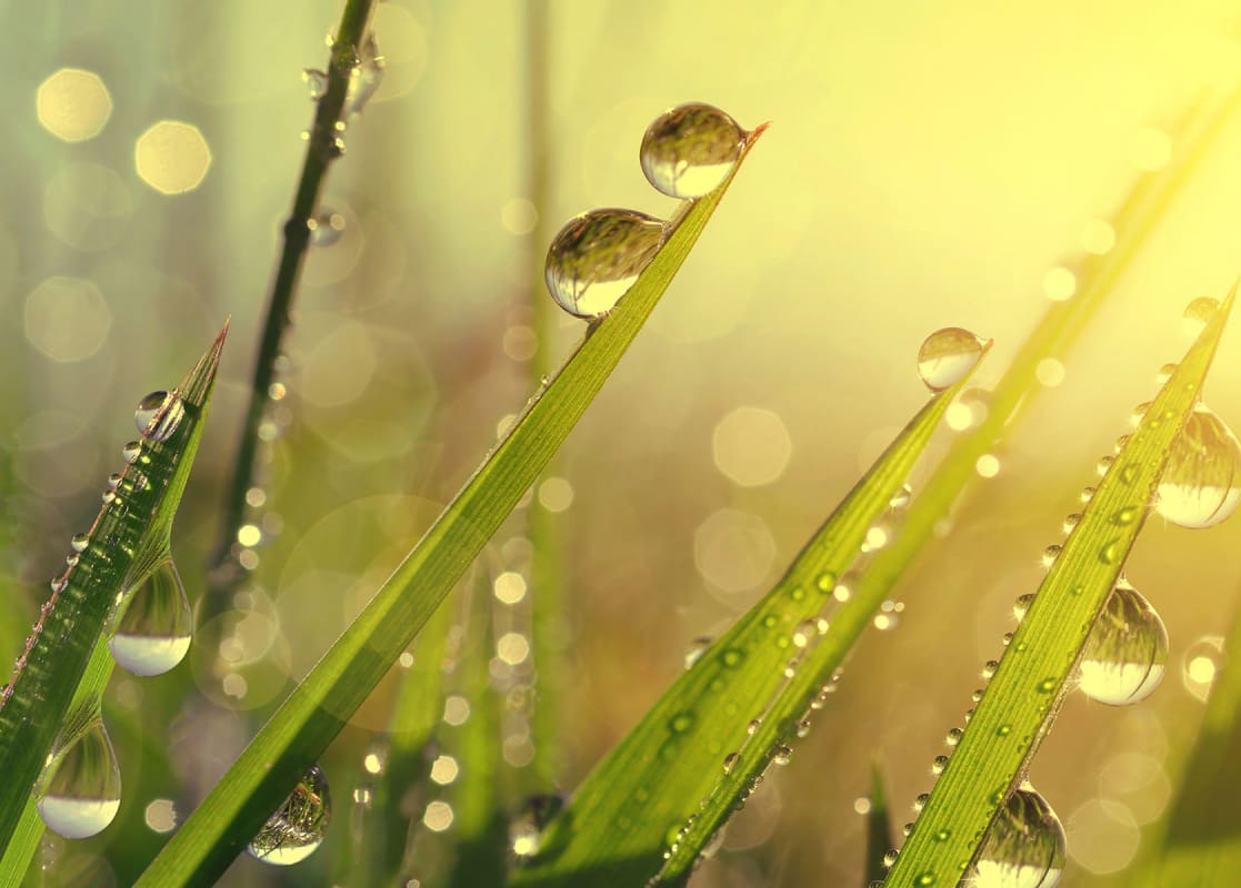 Feuilles d'herbe avec des gouttelettes d'eau dans la lumière chaude du jour