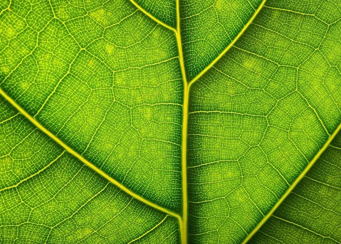 Image agrandie des nervures et du limbe d'une feuille
