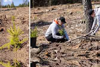  PAROC komanda pušų ir eglaičių sodinukais apsodino 1,2 ha plotą