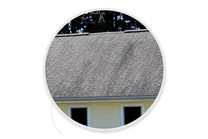 Closeup of roofing shingles with dark streaks caused by algae