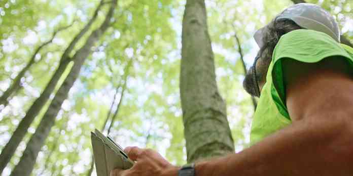 A sunlit forest, symbolizing environmental sustainability.