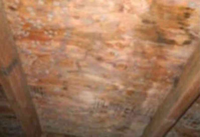 Mold, spores, fungi, and mildew damage in attic from trapped heat and moisture