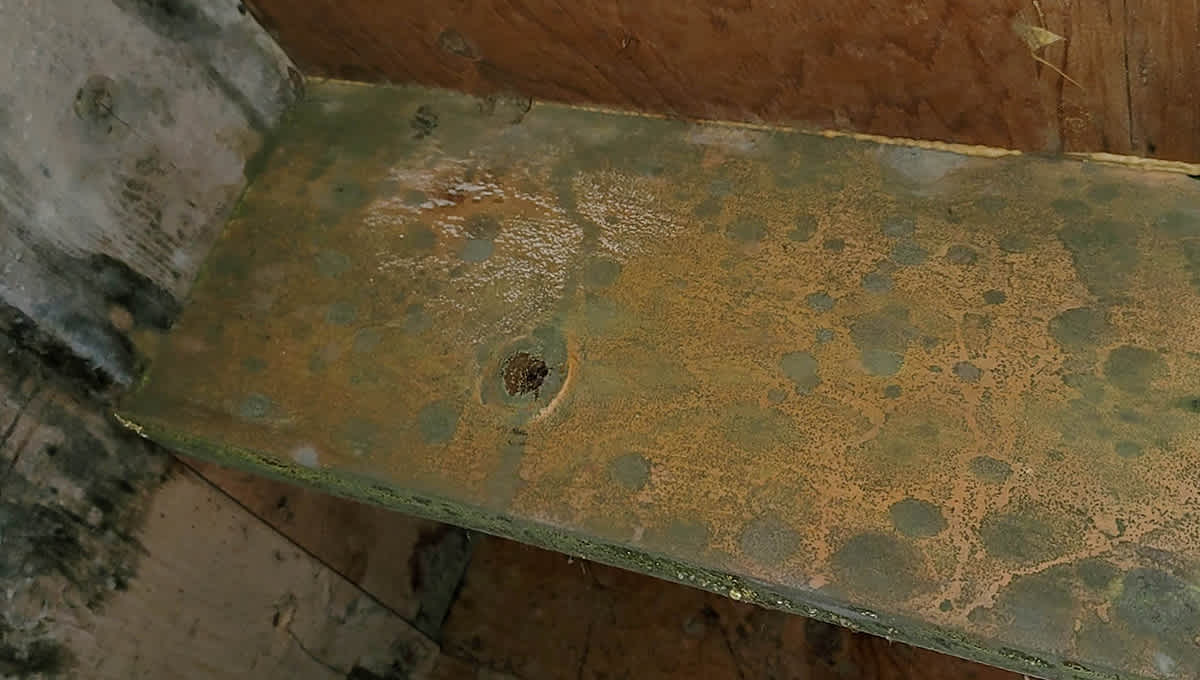 Wood beam covered in green and black mold