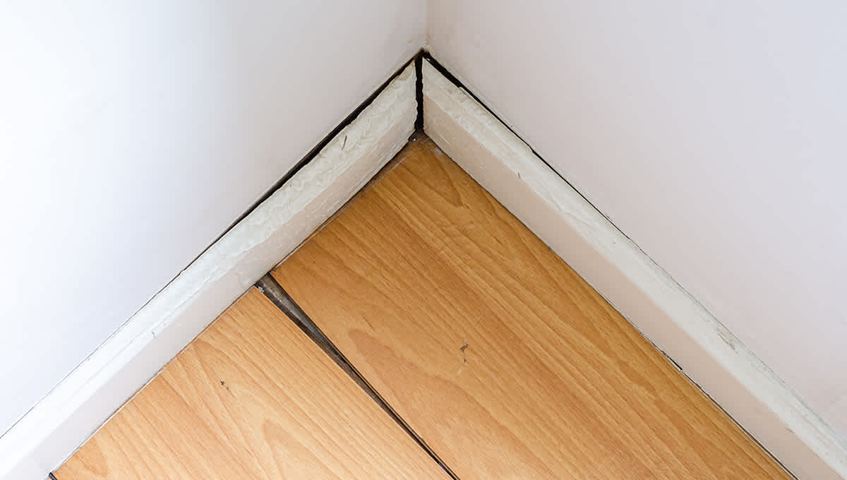 Wood plank floors buckling in the corner of home showing separation of the floor boards from the wall