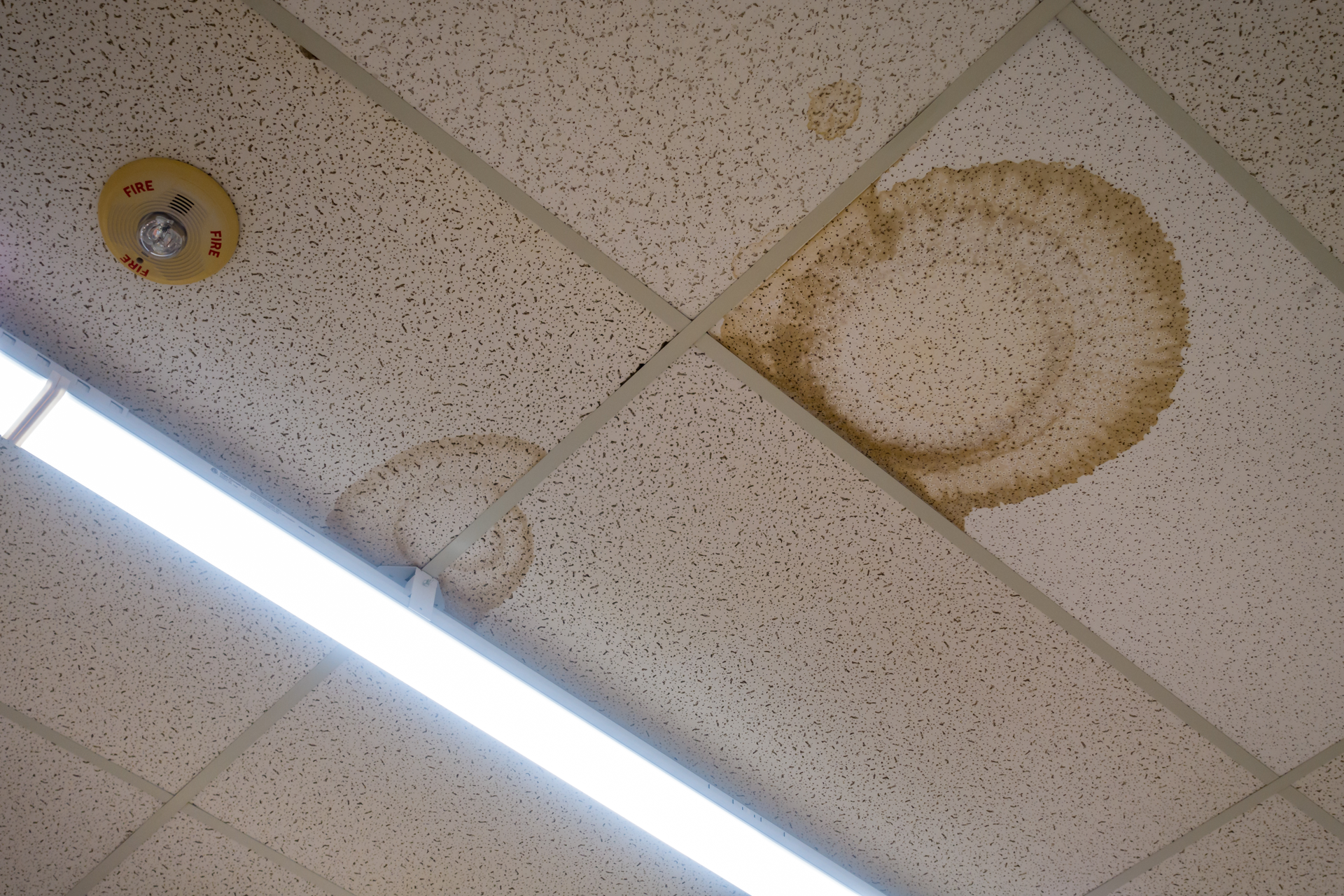 Indoor mold growth